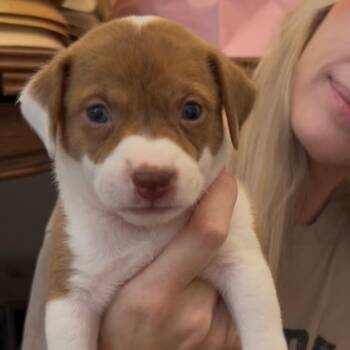 Louie -  American Bulldog Dog for Adoption in Brentwood, Tennessee - Louie | PetCurious