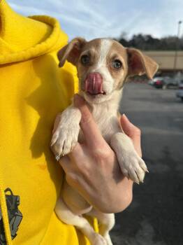 Chihuahua and Jack Russell Terrier Dogs Available for Adoption - Olive | PetCurious