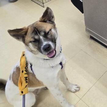 Shiba Inu and Mixed Breed Dogs Available for Adoption in Briarcliff Manor, New York - Zoie | PetCurious