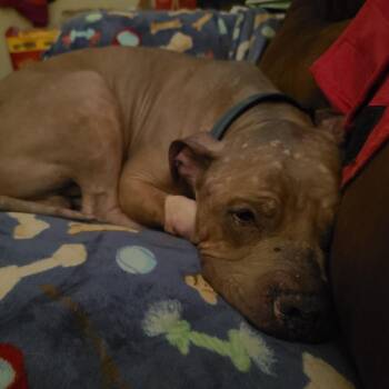 Rufus -  Mixed Breed Dog for Adoption in Fairport, New York - Rufus | PetCurious