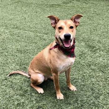 Rescue Labrador Retriever Dogs for Adoption in San Diego, California - Suki | PetCurious