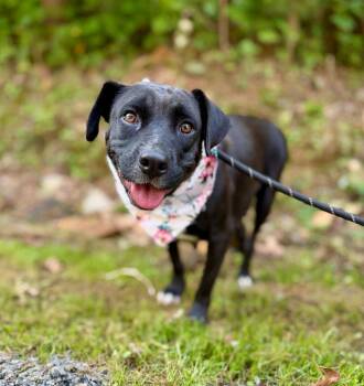Star -  Mixed Breed Dog for Adoption in Ellijay, Georgia - Star | PetCurious