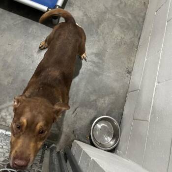 Kumar -  Chocolate Labrador Retriever and Mixed Breed Dog for Adoption in Richmond Hill, Georgia - Kumar | PetCurious
