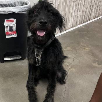 Dutch -  Poodle and Mixed Breed Dog for Adoption in Tampa, Florida - Dutch | PetCurious