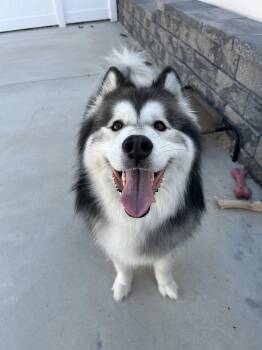 Nikko -  Alaskan Malamute Dog for Adoption in Lancaster, Pennsylvania - Nikko | PetCurious