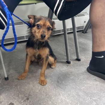 Toto Beans -  Mixed Breed Dog for Adoption in Philadelphia, Pennsylvania - Toto Beans | PetCurious