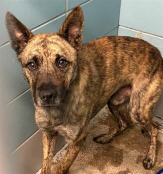 A2081861 -  German Shepherd Dog and Mixed Breed Dog for Adoption in Houston, Texas - A2081861 | PetCurious