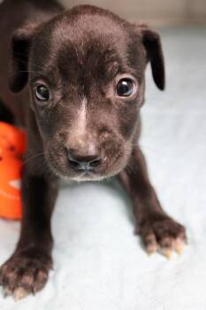 Bonnie -  Mixed Breed Dog for Adoption in Morgantown, Kentucky - Bonnie | PetCurious