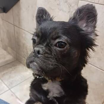 French Bulldog Dogs Available for Adoption in Port Barrington, Illinois - Fancy | PetCurious