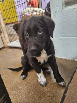 Iris -  Australian Shepherd Dog for Adoption in Deerfield, Wisconsin - Iris | PetCurious