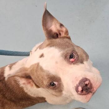 Taylor Swift -  Pit Bull Terrier Dog for Adoption in Chesapeake, Virginia - Taylor Swift | PetCurious