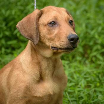 Rescue Hound Dogs for Adoption in Lambertville, New Jersey - Chipper | PetCurious