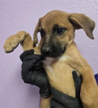 puppy 6 -  Mixed Breed Dog for Adoption in El Paso, Texas - Puppy 6 | PetCurious