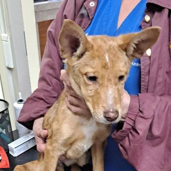 Mixed Breed Dogs Available for Adoption - Hope | PetCurious