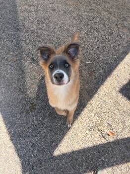 Bear -  Smooth Collie Dog for Adoption in Tucson, Arizona - Bear | PetCurious