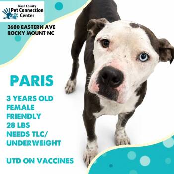 PARIS  Available NOW - ADOPTION or RESCUE! -  Mixed Breed Dog for Adoption in Nashville, North Carolina - PARIS  Available NOW - ADOPTION Or RESCUE! | PetCurious
