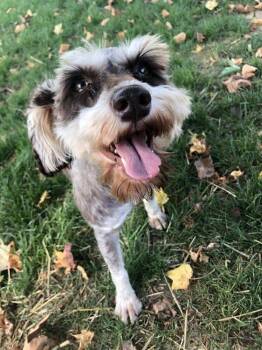 Rescue Schnauzer Dogs for Adoption in Archbold, Ohio - Harlow | PetCurious