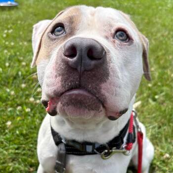 Frank -  Mixed Breed Dog for Adoption in South Burlington, Vermont - Frank | PetCurious