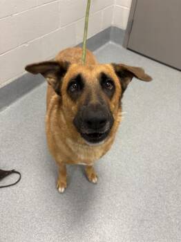 NYLA -  German Shepherd Dog Dog for Adoption in Indianapolis, Indiana - NYLA | PetCurious