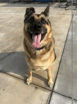 Kobe -  German Shepherd Dog Dog for Adoption in Lancaster, Pennsylvania - Kobe | PetCurious