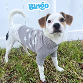 Rescue Jack Russell Terrier Dogs for Adoption in Riverview, Florida - Bingo *JRTMix Puppy* | PetCurious