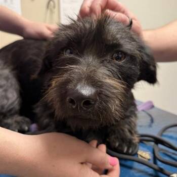 Terrier Dogs Available for Adoption - Lina | PetCurious