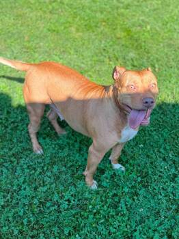 Kimmie -  Mixed Breed Dog for Adoption in Leitchfield, Kentucky - Kimmie | PetCurious