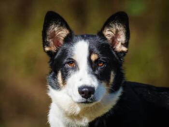 Billie -  Corgi Dog for Adoption in Pointe-fortune, Quebec - Billie | PetCurious