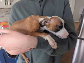 Terrier Dogs Available for Adoption - Hat Trick | PetCurious