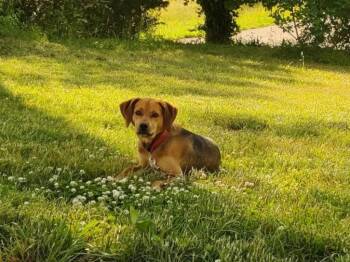 Mixed Breed Dogs Available for Adoption - Rosey (Courtesy Post) | PetCurious