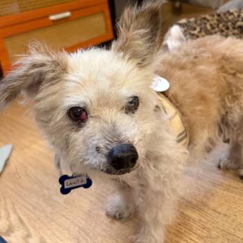 Levitz 14417 -  Terrier and Poodle Dog for Adoption in San Francisco, California - Levitz 14417 | PetCurious