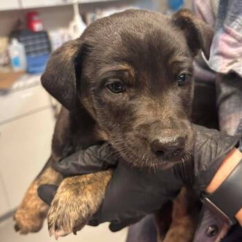 Rescue Mixed Breed Dogs for Adoption in Huntington, West Virginia - Potato | PetCurious