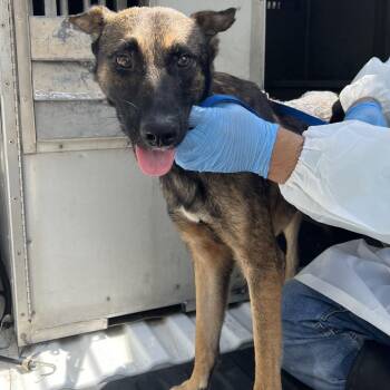 Espresso -  Belgian Shepherd Malinois and Shepherd Dog for Adoption in Edinburg, Texas - Espresso | PetCurious