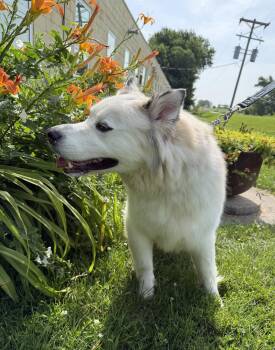 Ollie -  Alaskan Malamute and Husky Dog for Adoption in Williamsburg, Iowa - Ollie | PetCurious