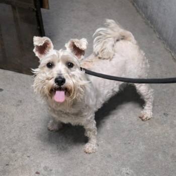 Maltese and Terrier Dogs Available for Adoption - Cher | PetCurious
