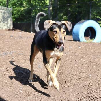 Scout -  Hound and Mixed Breed Dog for Adoption in Briarcliff Manor, New York - Scout | PetCurious
