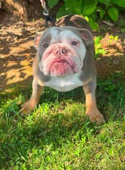 Korra -  American Bulldog Dog for Adoption in Candler, North Carolina - Korra | PetCurious