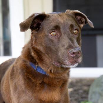 Frank -  Labrador Retriever Dog for Adoption in Mckean, Pennsylvania - Frank | PetCurious