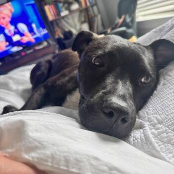 Pit Bull Terrier Dogs Available for Adoption in Dallas, Texas - Knox | PetCurious