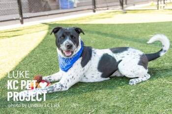Luke -  Mixed Breed Dog for Adoption in Kansas City, Missouri - Luke | PetCurious