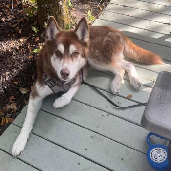 Kylo -  Husky Dog for Adoption in New Smyrna Beach, Florida - Kylo | PetCurious
