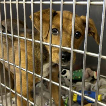 Gidget -  Mixed Breed Dog for Adoption in Tanner, Alabama - Gidget | PetCurious