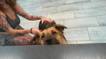 A1266782 -  German Shepherd Dog and Mixed Breed Dog for Adoption in Charlotte, North Carolina - A1266782 | PetCurious