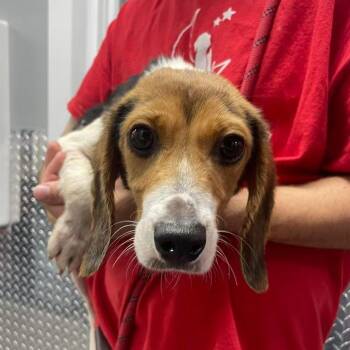 Ralph -  Beagle Dog for Adoption in Ridgely, Maryland - Ralph | PetCurious