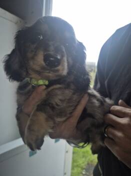 Miniature Dachshund Dogs Available for Sale in Vonore, Tennessee - Dapple Boy 2 | PetCurious