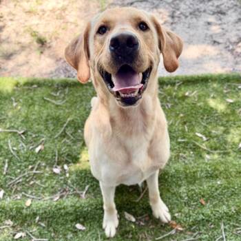 Jimothy -  Mixed Breed Dog for Adoption in Milton, Florida - Jimothy | PetCurious