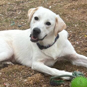 Great Pyrenees and Yellow Labrador Retriever Dogs Available for Adoption in Humble, Texas - Cooper | PetCurious