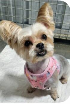 Yorkshire Terrier Dogs Available for Adoption in Cedartown, Georgia - Muffet | PetCurious