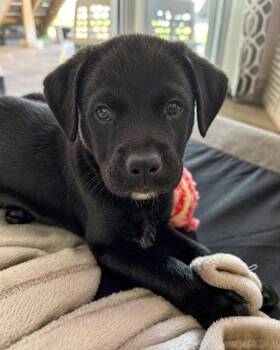 Pineapple-7283 -  Mixed Breed Dog for Adoption in Lindenhurst, New York - Pineapple-7283 | PetCurious