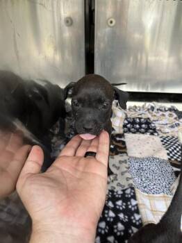 A479882 -  Pit Bull Terrier and Mixed Breed Dog for Adoption in Oklahoma City, Oklahoma - A479882 | PetCurious